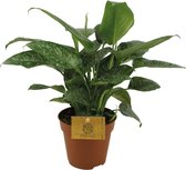 Groene plant – Schismatoglottis Scortechinii (Schismatoglottis Scortechinii) – Hoogte: 30 cm – van Botanicly
