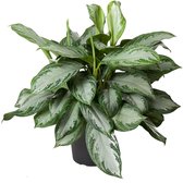 Groene plant – Epipremnum (Aglaonema Silver Bay) – Hoogte: 60 cm – van Botanicly