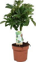 Groene plant – Vingerboom (Schefflera Nora) – Hoogte: 60 cm – van Botanicly