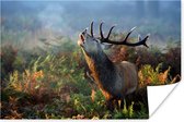 Affiche Cerf - Forêt - Brouillard - 30x20 cm