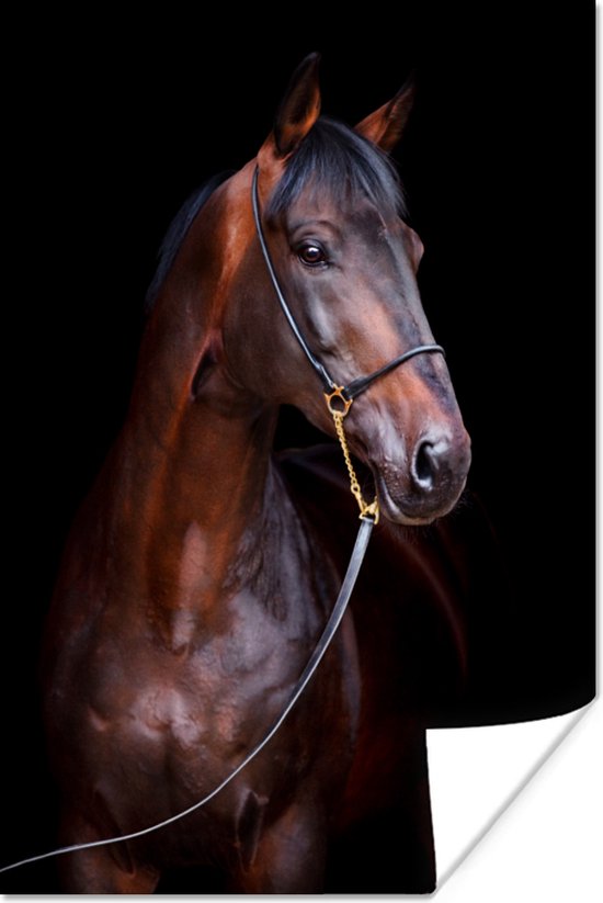 Poster Paard - Bruin - Zwart - Portret - 40x60 cm