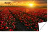 Poster Rode tulpen in Nederland - 180x120 cm XXL