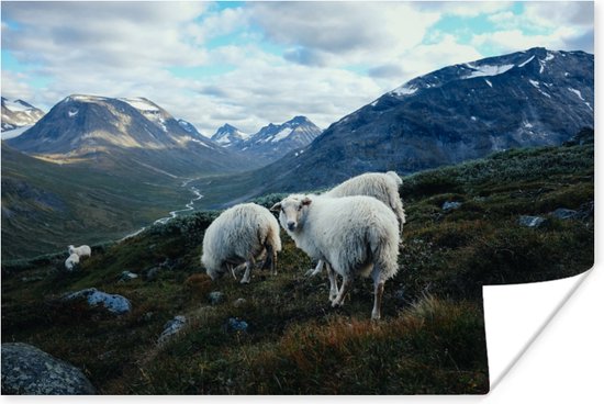 Poster Schapen - Natuur - Bergen