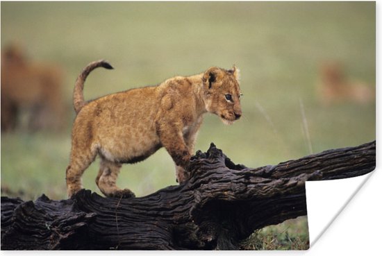 Jong leeuwtje in Kenia Poster 60x40 cm - Foto print op Poster (wanddecoratie)