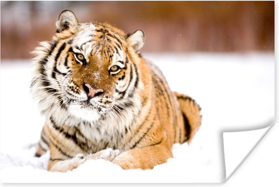 Amur tijger in de sneeuw Poster 120x80 cm - Foto print op Poster (wanddecoratie woonkamer / slaapkamer) / Wilde dieren Poster
