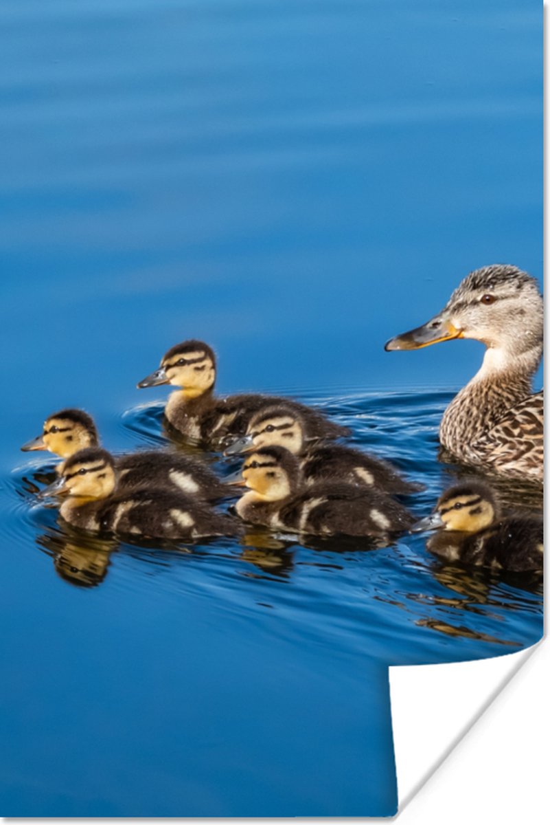 Poster Eend - Water - Vogel - Bruin - 60x90 cm