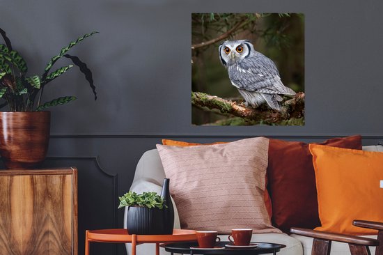 Poster Uil - Vogel - Takken - Natuur - 50x50 cm