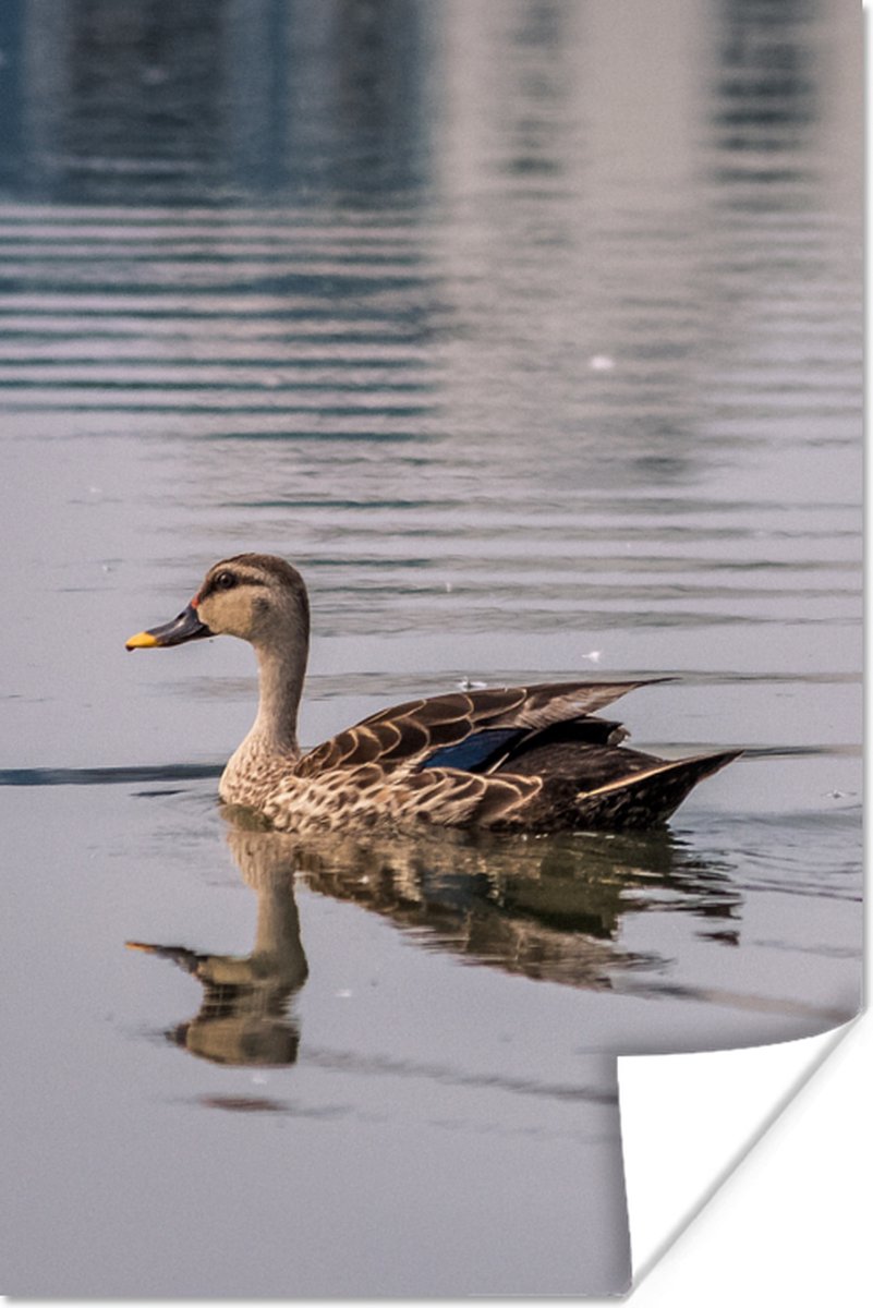 Poster Eend - Water - Vogel - Bruin - 60x90 cm