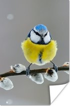 Affiche Pimpelmees - Vogel - Branche - Jaune - Blauw - 60x90 cm