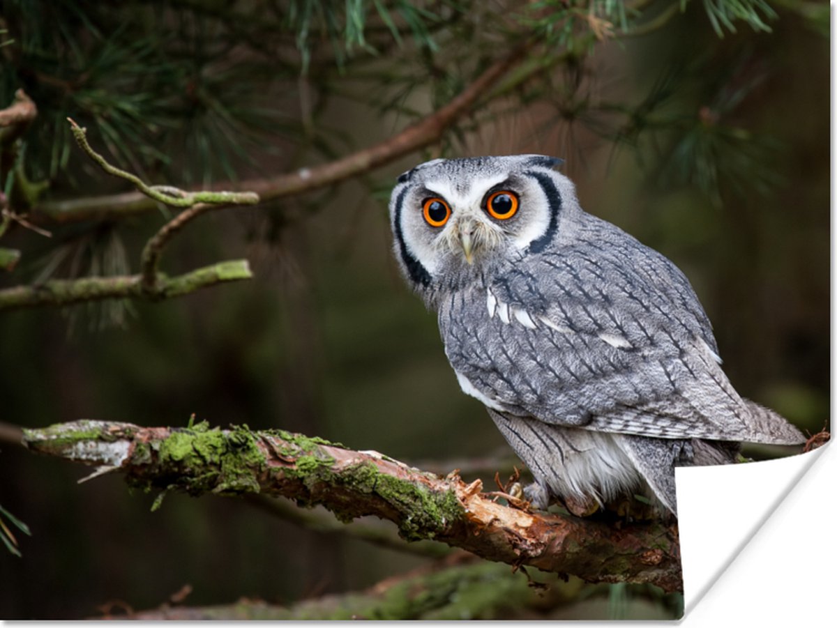 Poster Uil - Vogel - Takken - Natuur - 80x60 cm