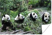 Reuze pandas in de natuur Poster 60x40 cm - Foto print op Poster (wanddecoratie)
