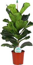 Groene plant – Vioolplant (Ficus Lyrata) – Hoogte: 90 cm – van Botanicly