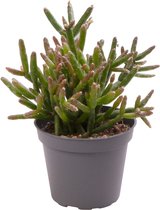 Cactus – Rotskoraal (Rhipsalis Burchellii) – Hoogte: 15 cm – van Botanicly