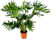 Groene plant – Philodendron (Philodendron selloum) – Hoogte: 130 cm – van Botanicly