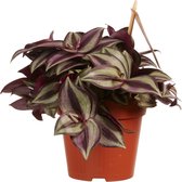 Hangplant – Tradescantia zebrina (Tradescantia Zebrina Purpusii) – Hoogte: 10 cm – van Botanicly
