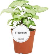 Groene plant – Gatenplant (Syngonium White Butterfly) – Hoogte: 25 cm – van Botanicly
