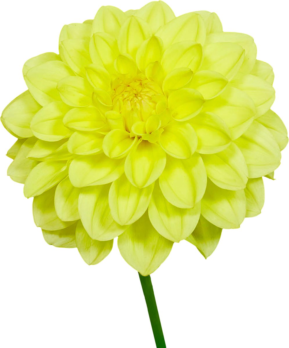 8 x Dahlia Knollen 'Sisa' | Bloembollen zomerbloeiers | Nederlands gekweekt | Kleurrijke Dahliabollen - The Bulb Farmers