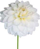 The Bulb Farmers - 12 x Dahlia 'Wittem' - wit met lila - bloembollen direct van de kweker - zomerbloeier - bolmaat 1 (meest geschikte maat voor in de tuin) - Thuiswinkel waarborg
