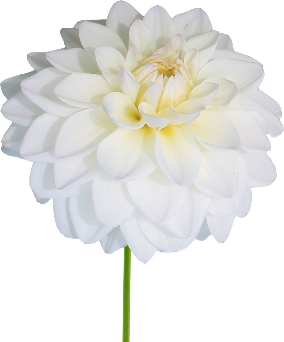 8 x Dahlia Knollen 'Wittem' | Bloembollen zomerbloeiers | Nederlands gekweekt | Kleurrijke Dahliabollen - The Bulb Farmers