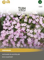 Graines Jardin de Bruijn® - Rose Soapwort - couvre-sol vivace - plant rampante - 180 graines