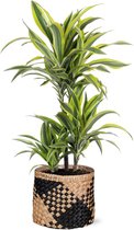 Dracaena Lemon Lime - Drakenbloedboom Ø21cm 65cm - Verse Kamerplant, Direct van de Nederlandse Kweker