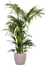 Kentia Palm - Howea Forsteriana Ø27cm 160cm - Verse Kamerplant, Direct van de Nederlandse Kweker