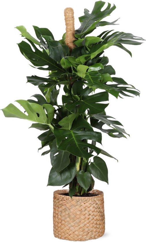 Monstera Deliciosa met Mosstok - Gatenplant Ø27cm 150cm - Verse Kamerplant, Direct van de Nederlandse Kweker