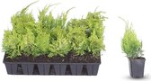 18 stuks | Gele Californische cipres P9-tray - Compacte groei - Snel zichtdicht - Wintergroen - Zeer winterhard