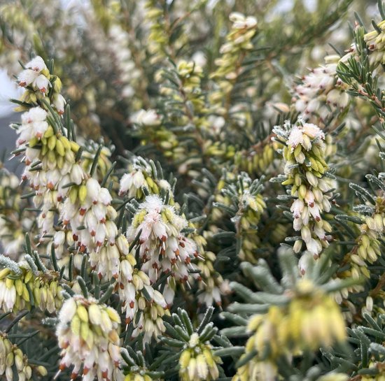 Foto: Winterheide wit 10 stuks erica carnea springwood white p9 5 plant tuinplant heide