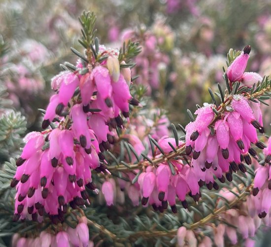 Foto: Winterheide rood 10 stuks erica darleyensis rubina p9 5 plant tuinplant heide