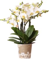 Kolibri Orchids | witte Phalaenopsis orchidee - Lausanne- potmaat | bloeiende kamerplant - vers van de kweker