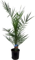 Trendyplants - Phoenix Canariensis - Winterhard - Tuinplant - Hoogte 80-100 cm - Potmaat Ø15cm