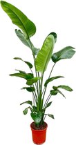 Trendyplants - Strelitzia Nicolai - Paradijsvogelbloem - Kamerplant - Hoogte 190-210 cm - Potmaat Ø27cm