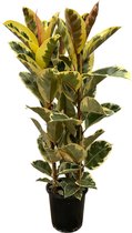 Trendyplants - Ficus Elastica Tineke struik - Rubberboom - Hoogte 150-170 cm - Potmaat Ø28cm