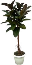 Trendyplants - Ficus Elastica Robusta stam - Rubberboom - Hoogte 150-170 cm - Potmaat Ø32cm