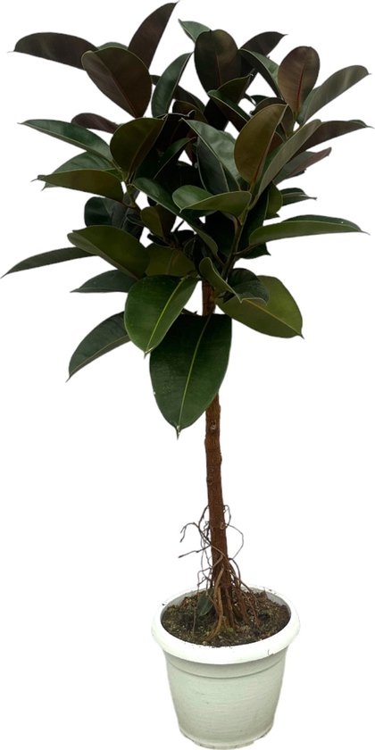 Trendyplants - Ficus Elastica Robusta stam - Rubberboom - Hoogte 130-150 cm - Potmaat Ø32cm
