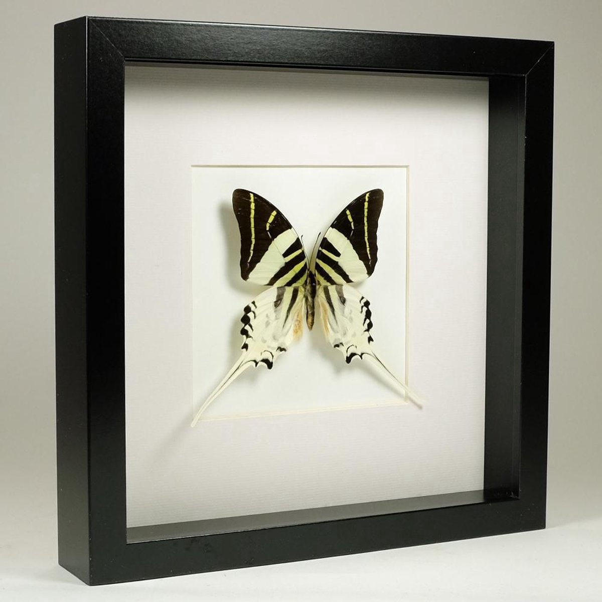 DeMuseumwinkel.com Opgezette vlinder in zwarte lijst 25x25 cm - Graphium androcles