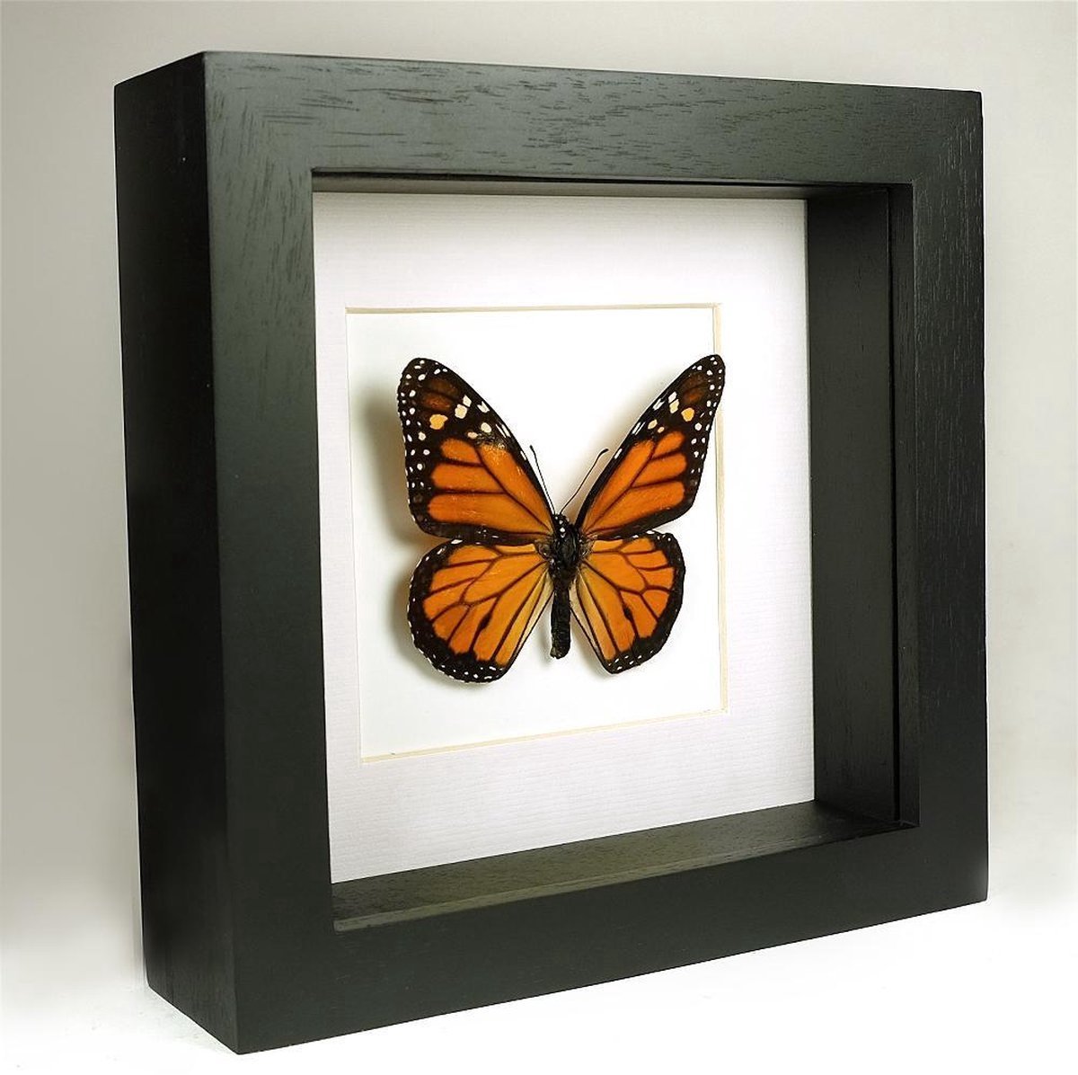 DeMuseumwinkel.com Opgezette vlinder in zwarte lijst 16x16 cm - Danaus plexippus
