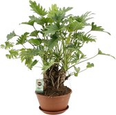 Plantenboetiek.nl | Philodendron Xanadu Op Stam - Kamerplant - Hoogte 50cm - Potmaat 22cm