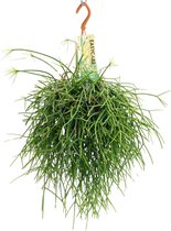 Plantenboetiek.nl | Rhipsalis Pulchra - Kamerplant - Hoogte 35cm - Potmaat 14cm
