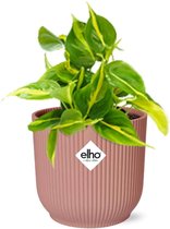 Plantenboetiek.nl | Philodendron Scandens ‘Brasil’ in ELHO Vibes Fold roze - Kamerplant - Hoogte 10-20cm - Potmaat 14cm