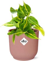 Plantenboetiek.nl | Philodendron Scandens 'Brasil' en ELHO Vibes Fold rose - Plante d'intérieur - Hauteur 10-20cm - Taille du pot 14cm