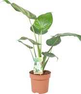 Plantenboetiek.nl | Alocasia Cucullata - Kamerplant - Hoogte 60cm - Potmaat 17cm