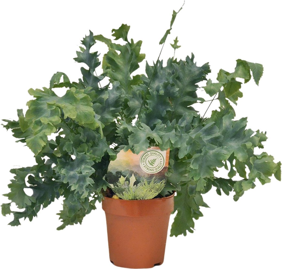 Plantenboetiek.nl | Phlebodium Davana - Ø12cm - 25-35cm hoog - Kamerplant - Groenblijvend