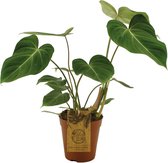 Plantenboetiek.nl | Philodendron Gloriosum - Kamerplant - Hoogte 40cm - Potmaat 15cm