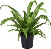 Plantenboetiek.nl | Asplenium Antiquum Osaka - Kamerplant - Hoogte 45cm - Potmaat 17cm