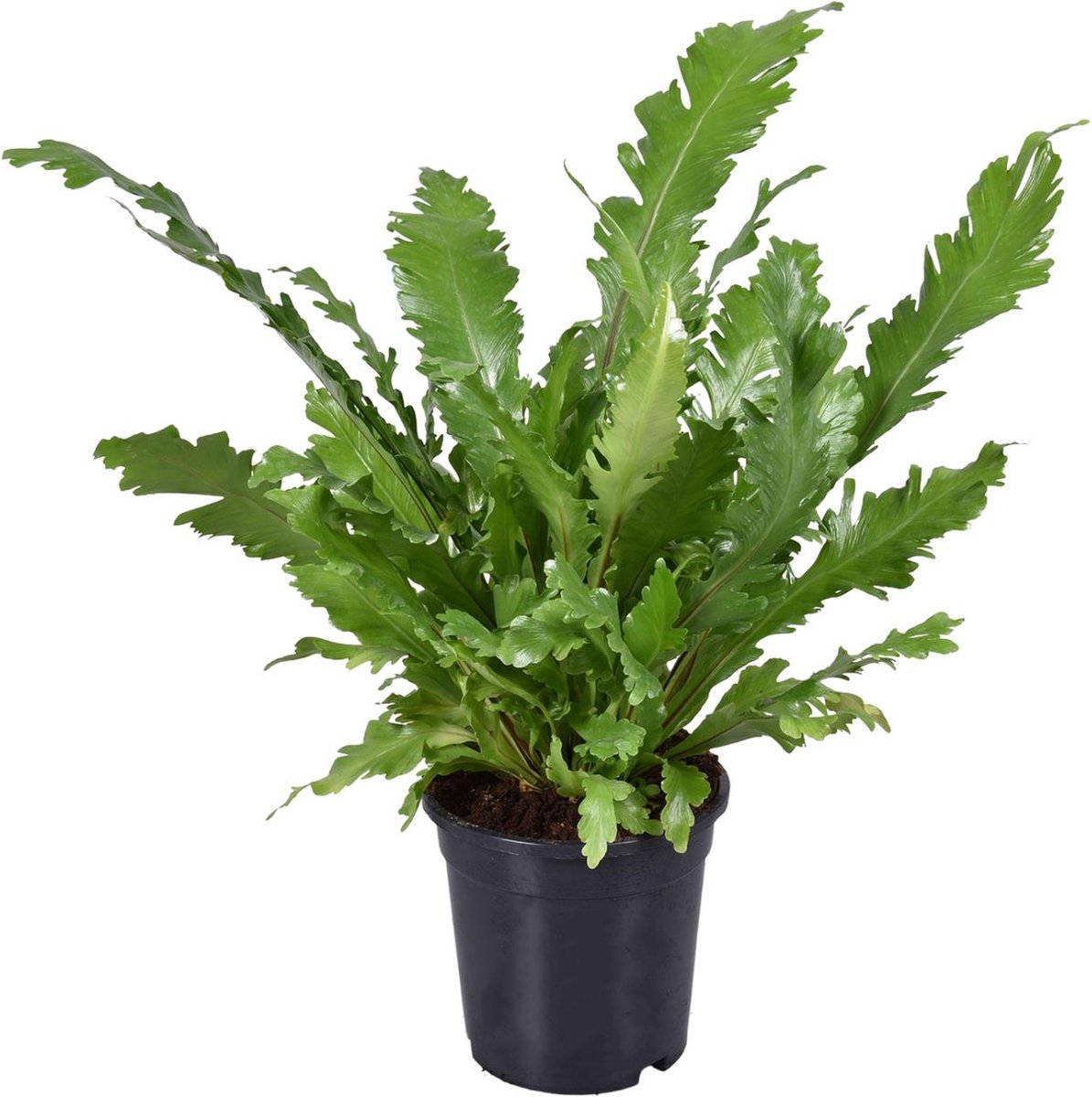 Plantenboetiek.nl | Asplenium Nidus - Ø17cm - 35-45cm hoog - Kamerplant - Groenblijvend