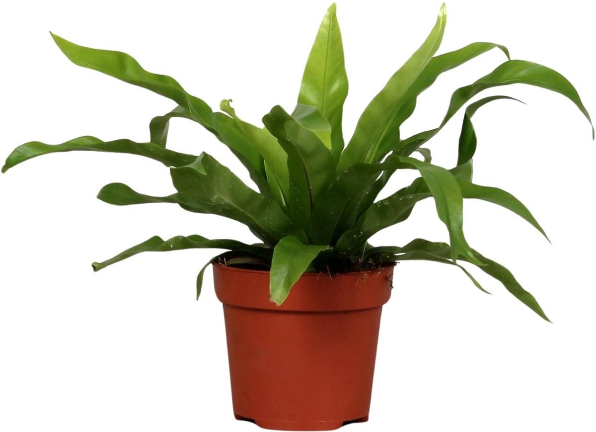 Plantenboetiek.nl | Asplenium Antiquum - Ø12cm - 25cm hoog - Kamerplant - Groenblijvend