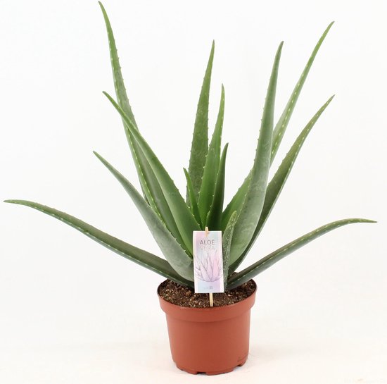 Plantenboetiek.nl | Aloe Vera - Plante d'intérieur - Hauteur 70cm - Taille du pot 19cm