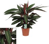 Plantenboetiek.nl | Calathea Stripestar Living - Kamerplant - Hoogte 65cm - Potmaat 17cm